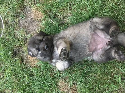 Šarplaninský pastevecký pes, štěňátka s PP