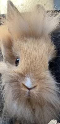 Prodám zakrslé králíčky