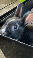 Prodám zakrslé králíčky