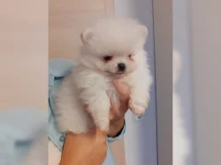 Pomeranian/trpasličí špic štěňata bez PP