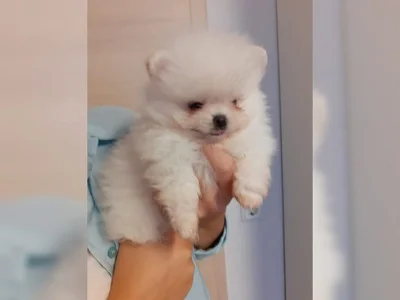 Pomeranian/trpasličí špic štěňata bez PP