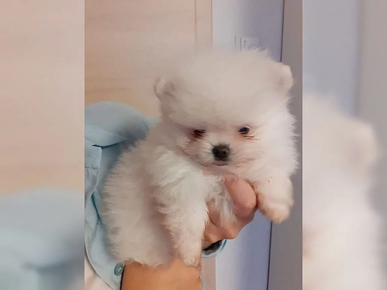 Pomeranian/trpasličí špic štěňata bez PP