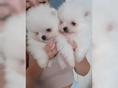 Pomeranian/trpasličí špic štěňata bez PP