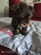 Prodej yorkšírského teriéra čoko biwier