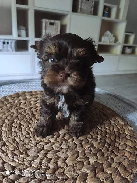 Prodej yorkšírského teriéra čoko biwier