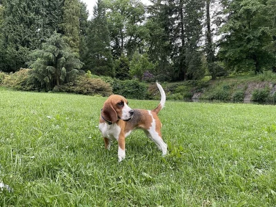 Štěně beagle s PP