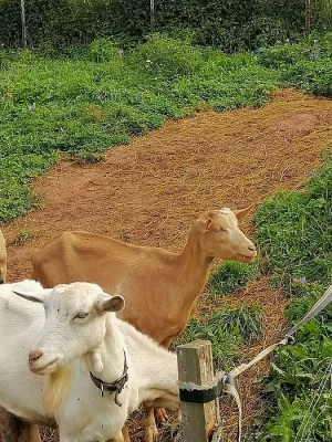 4 kůzlata