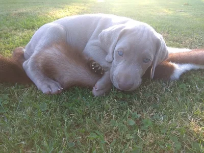 Štěňata krátkosrstého Výmarského ohaře