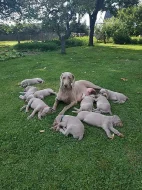 Štěňata krátkosrstého Výmarského ohaře