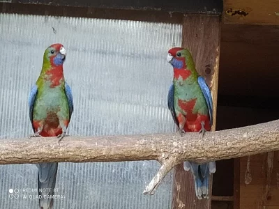 Rosela penant přírodní