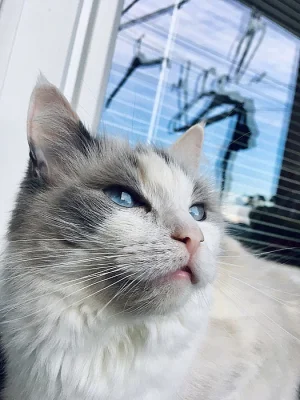 Ragdoll koťátka