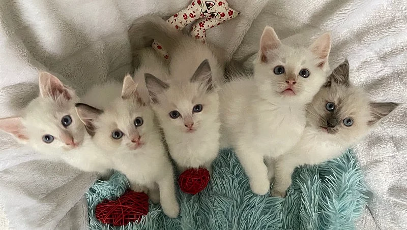 Ragdoll koťátka