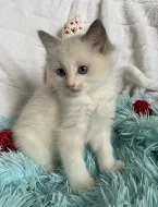 Ragdoll koťátka