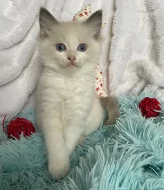 Ragdoll koťátka