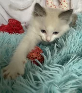 Ragdoll koťátka