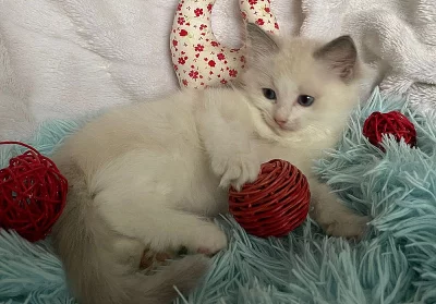 Ragdoll koťátka