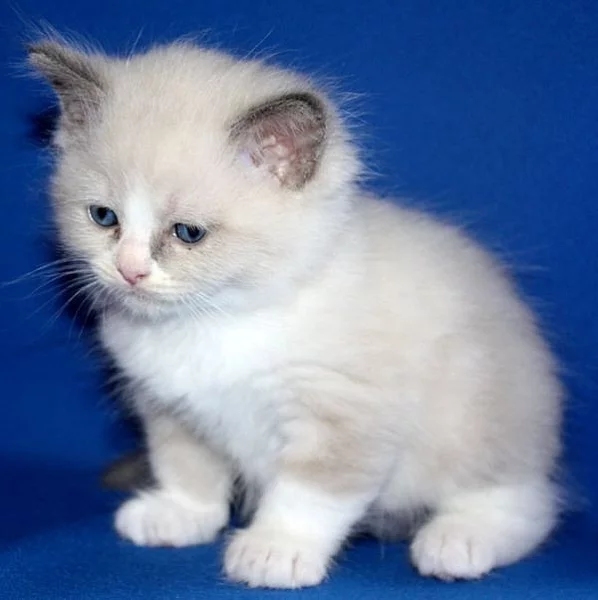 RAGDOLL