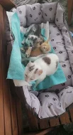 Daruji nalezenou kočku se třemi koťátky