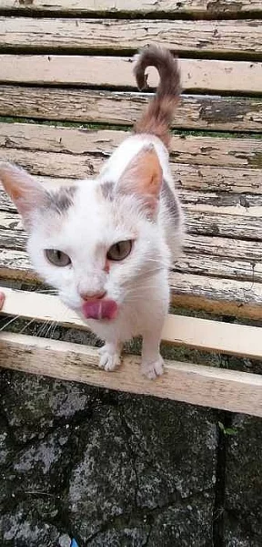 Daruji nalezenou kočku se třemi koťátky