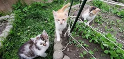 Daruji nalezenou kočku se třemi koťátky