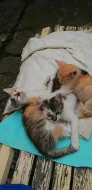 Daruji nalezenou kočku se třemi koťátky