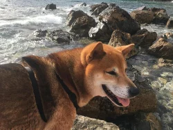 Shiba pes ke krytí