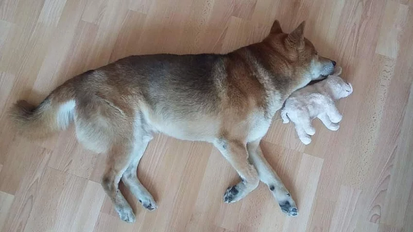 Shiba pes ke krytí