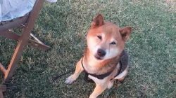 Shiba pes ke krytí