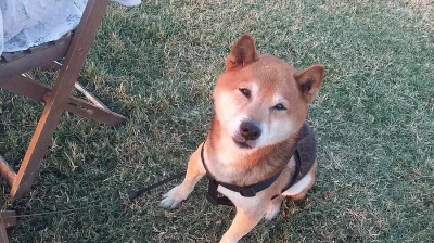 Shiba pes ke krytí