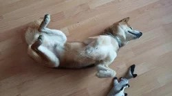 Shiba pes ke krytí