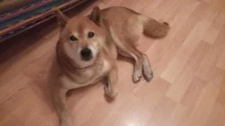 Shiba pes ke krytí