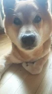 Shiba pes ke krytí
