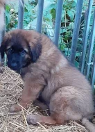 Leonberger