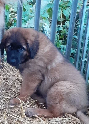 Leonberger