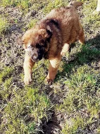 Leonberger
