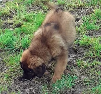 Leonberger