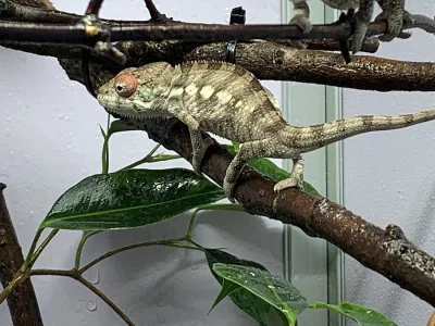Chameleon pardálí (Furcifer pardalis)