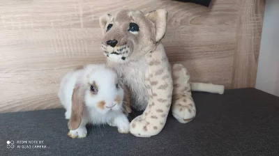 Zakrslý beránek