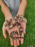 Mláďata Hroznýše Královského / Boa Constrictor