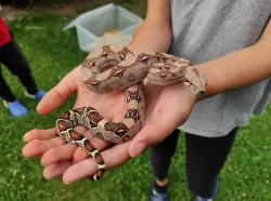 Mláďata Hroznýše Královského / Boa Constrictor