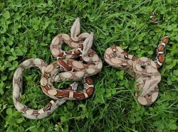 Mláďata Hroznýše Královského / Boa Constrictor