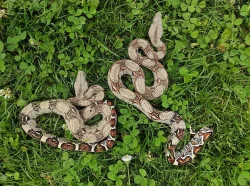 Mláďata Hroznýše Královského / Boa Constrictor