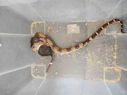 Mláďata Hroznýše Královského / Boa Constrictor