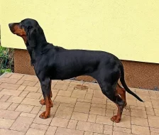 Polský honič