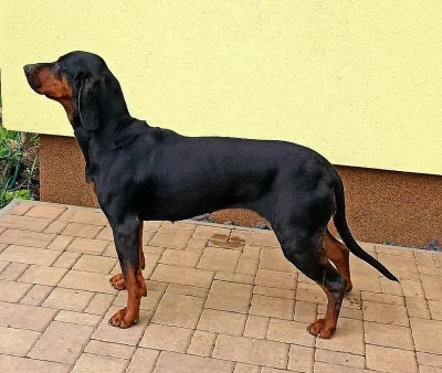 Polský honič