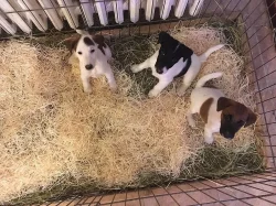 Foxteriér hladkosrstý