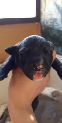 Volné ještě tři fenecky pitbull