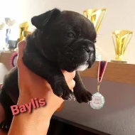 Francouzský buldoček s PP FCI