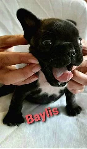 Francouzský buldoček s PP FCI