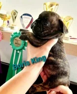 Francouzský buldoček s PP FCI